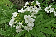 68 Belle bianche fioriture